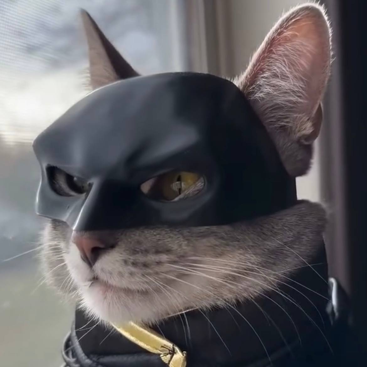 BatCat-Batman Mask For Cats